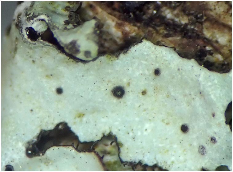 Abrothallus parmotrematis