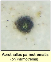 Abrothallus parmotrematis on Parmotrema