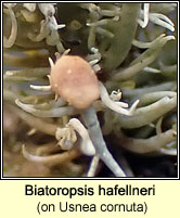 Biatoropsis hafellneri on Usnea cornuta