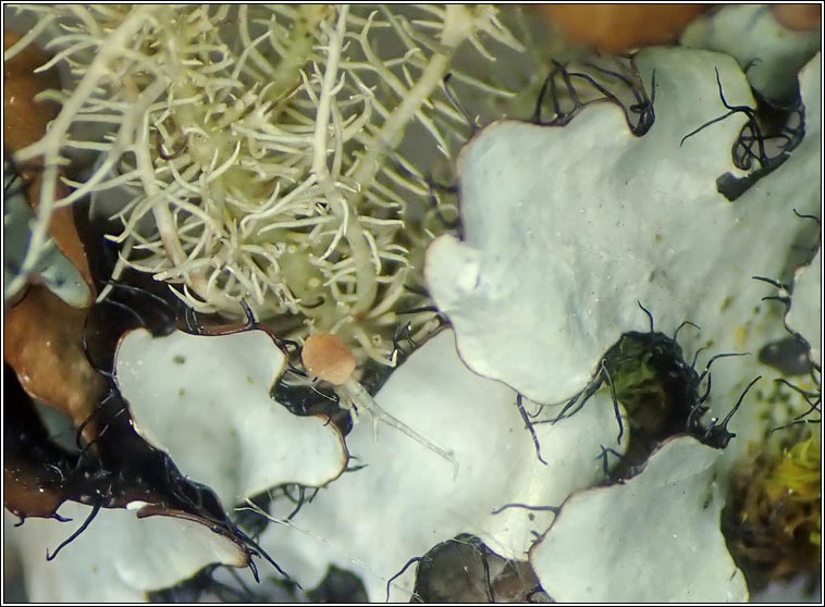 Biatoropsis hafellneri