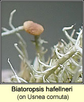 Biatoropsis hafellneri on Usnea cornuta