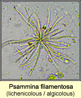 Psammina filamentosa, lichenicolous, algicolous