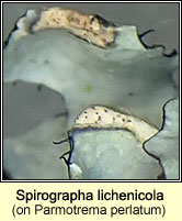Spirographa lichenicola on Parmotrema perlatum