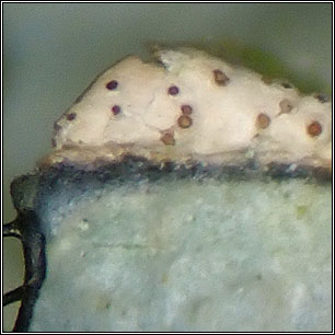 Spirographa lichenicola