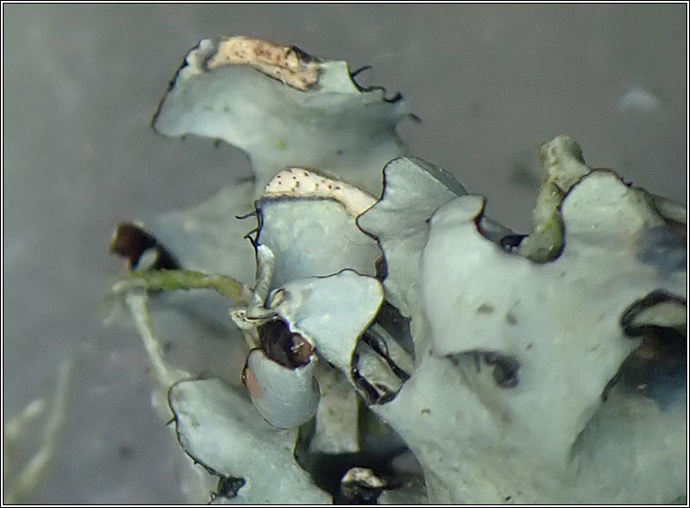 Spirographa lichenicola