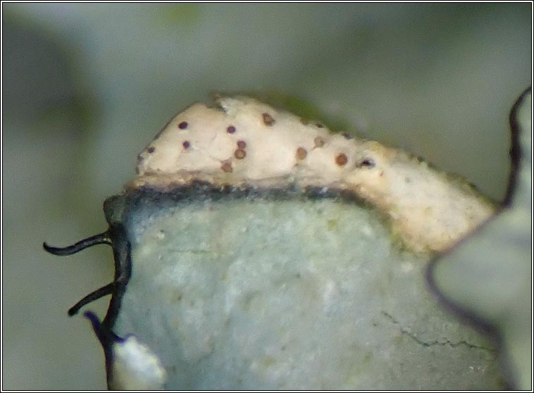 Spirographa lichenicola