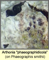 Arthonia 'phaeographidicola' on Phaeographis smithii