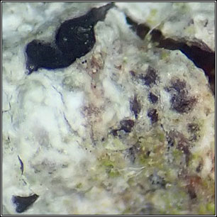 Arthonia phaeographidicola