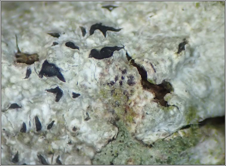 Arthonia phaeographidicola