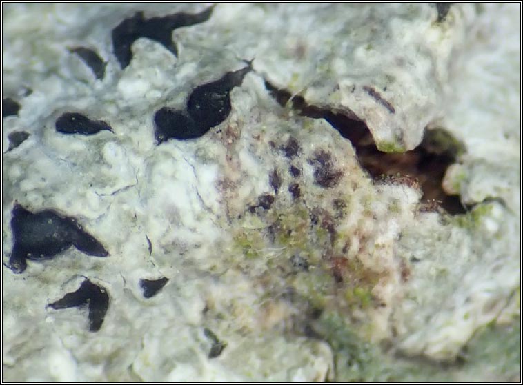 Arthonia phaeographidicola