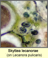Skyttea lecanorae on Lecanora pulicaris