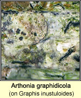 Arthonia graphidicola on Graphis inustuloides