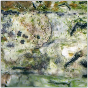 Arthonia graphidicola