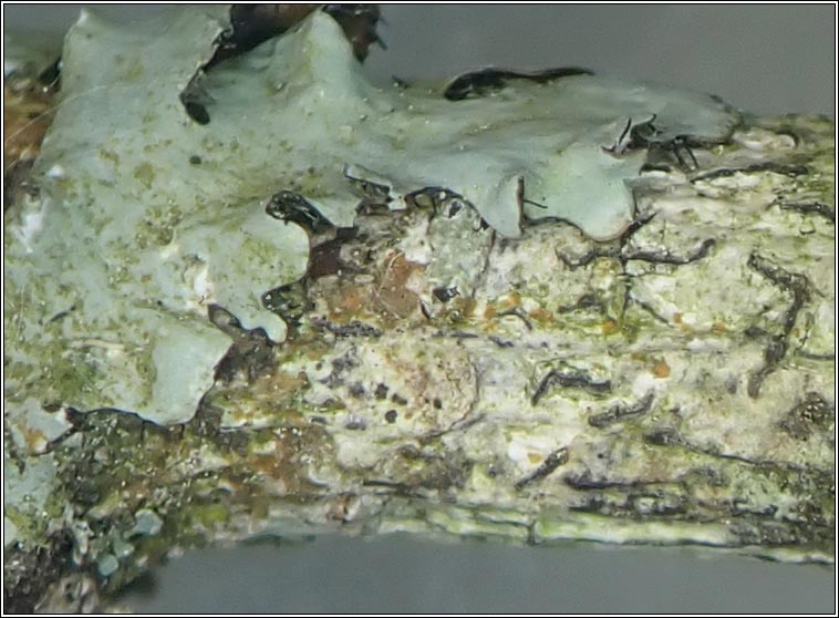 Arthonia graphidicola