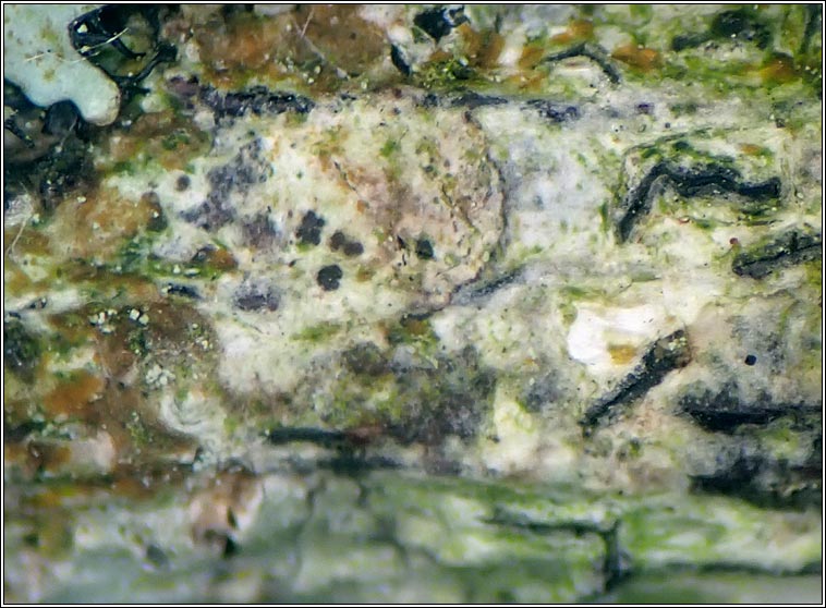 Arthonia graphidicola