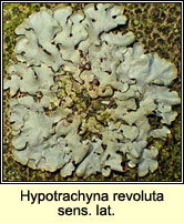 Hypotrachyna revoluta sens lat