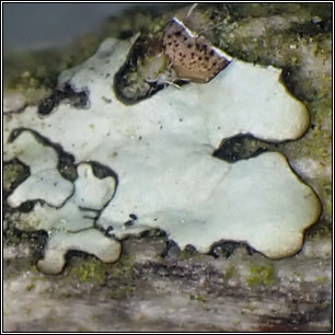 Hypotrachyna revoluta sens lat