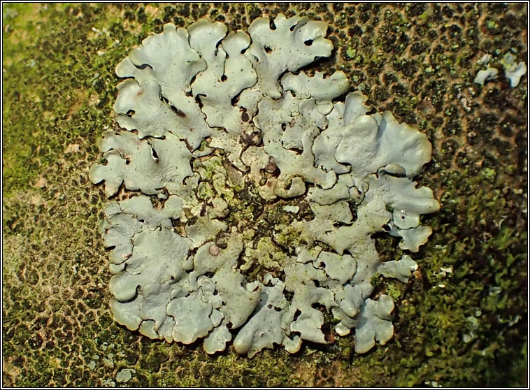 Hypotrachyna revoluta sens lat