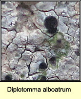 Diplotomma alboatrum
