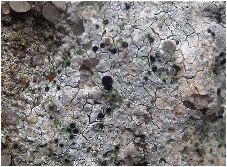 Diplotomma alboatrum