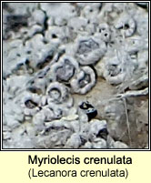 Myriolecis crenulata, Lecanora crenulata
