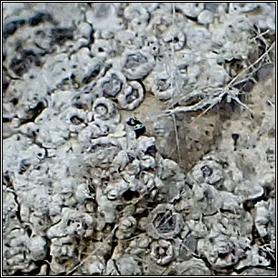 Myriolecis crenulata, Lecanora crenulata