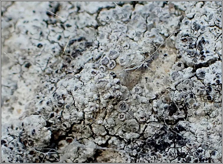 Myriolecis crenulata, Lecanora crenulata