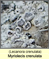 Myriolecis crenulata, Lecanora crenulata