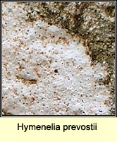 Hymenelia prevostii