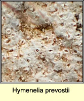Hymenelia prevostii