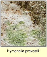 Hymenelia prevostii