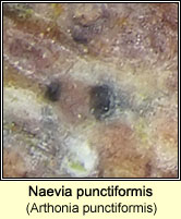 Naevia punctiformis, Arthonia punctiformis