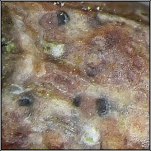 Naevia punctiformis, Arthonia punctiformis