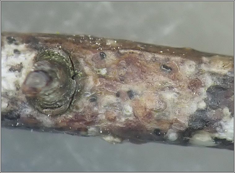 Naevia punctiformis, Arthonia punctiformis