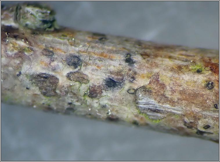 Naevia punctiformis, Arthonia punctiformis