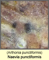 Naevia punctiformis (Arthonia punctiformis)