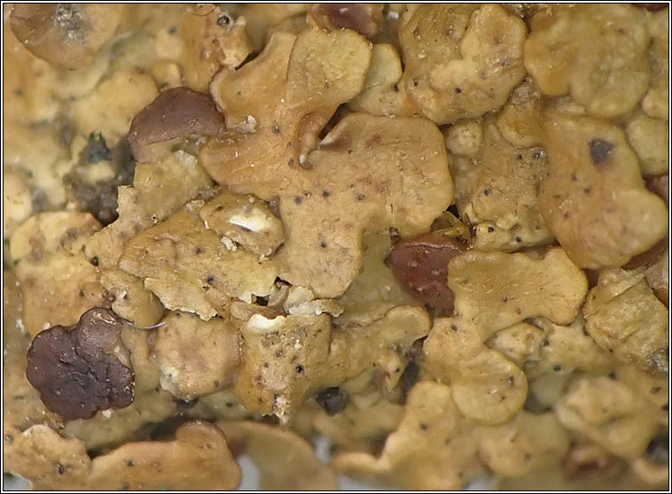 Muellerella solenopsorae