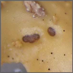 Q on Lobaria pulmonaria