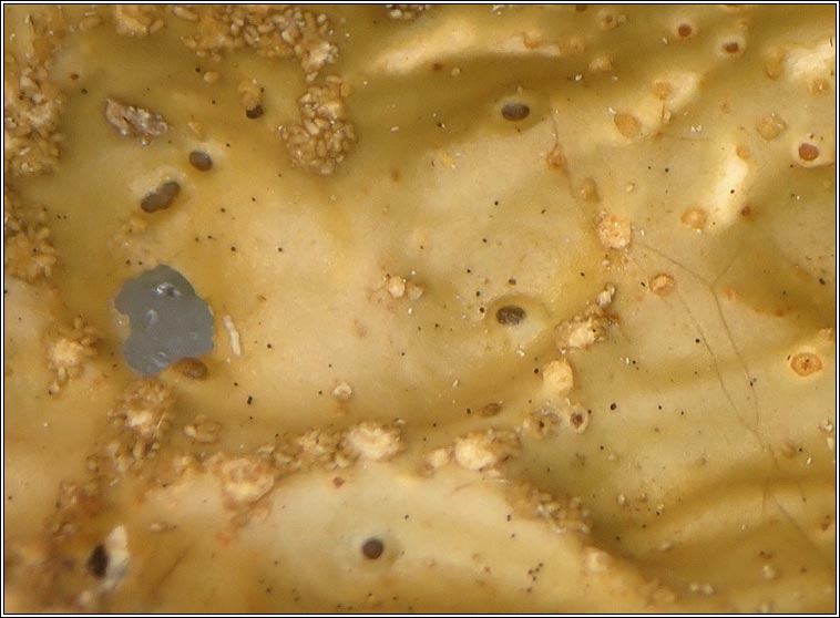 Q on Lobaria pulmonaria