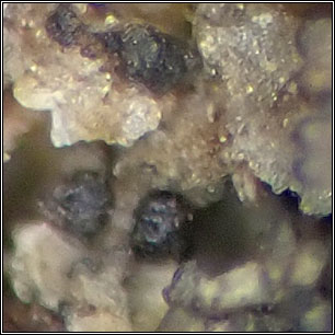 Lichenopeltella pannariacearum