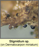 Stigmidium sp on Dermatocarpon miniatum