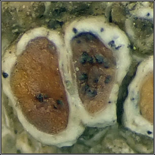 Spirographa fusisporella s. lat