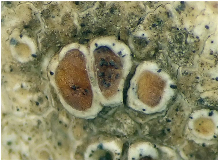 Spirographa fusisporella s. lat