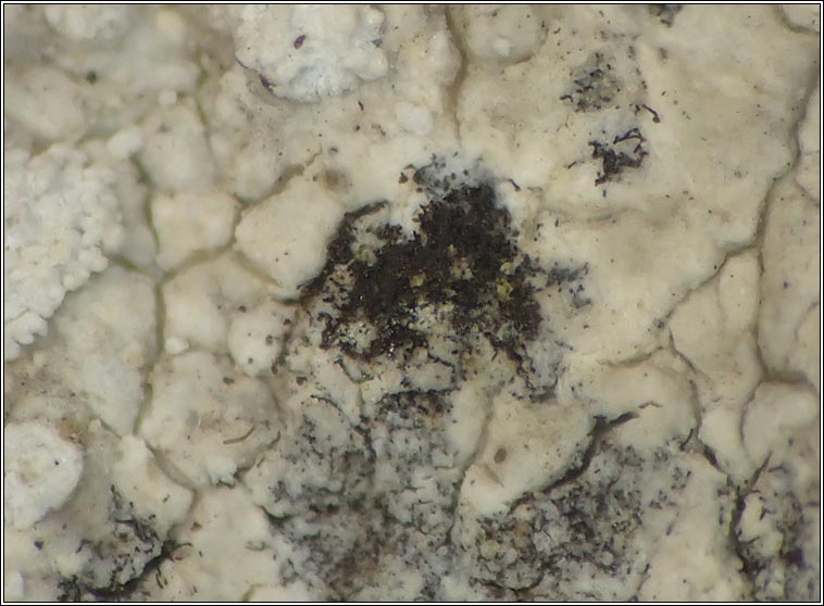 Roselliniopsis tartaricola