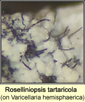 Roselliniopsis tartaricola on Varicellaria hemisphaerica