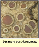 Lecanora pseudargentata