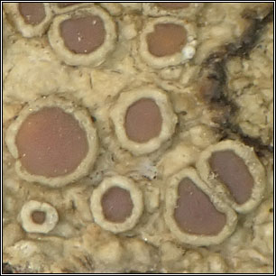 Lecanora pseudargentata
