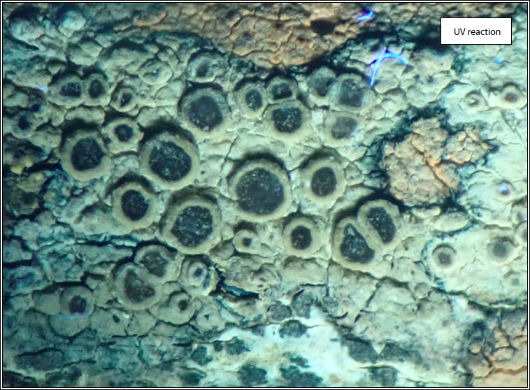 Lecanora pseudargentata