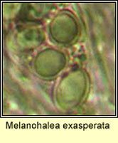 Melanohalea exasperata, spores