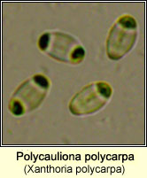 Polycauliona polycarpa (Xanthoria polycarpa)